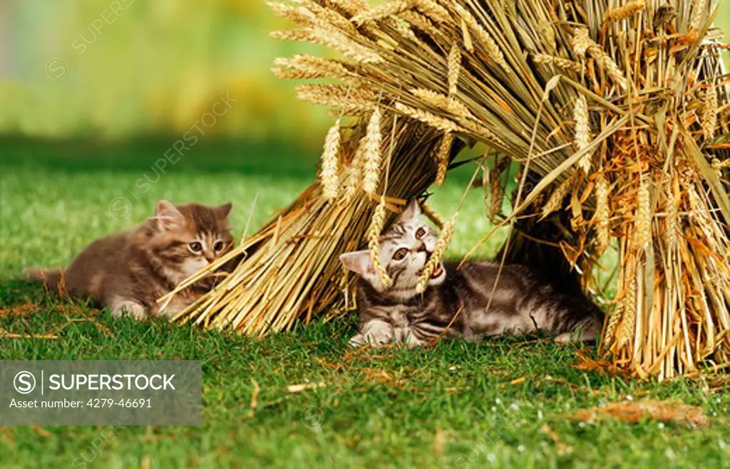 British shorthair kitten on a field