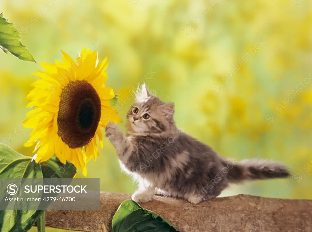 kitten with flower