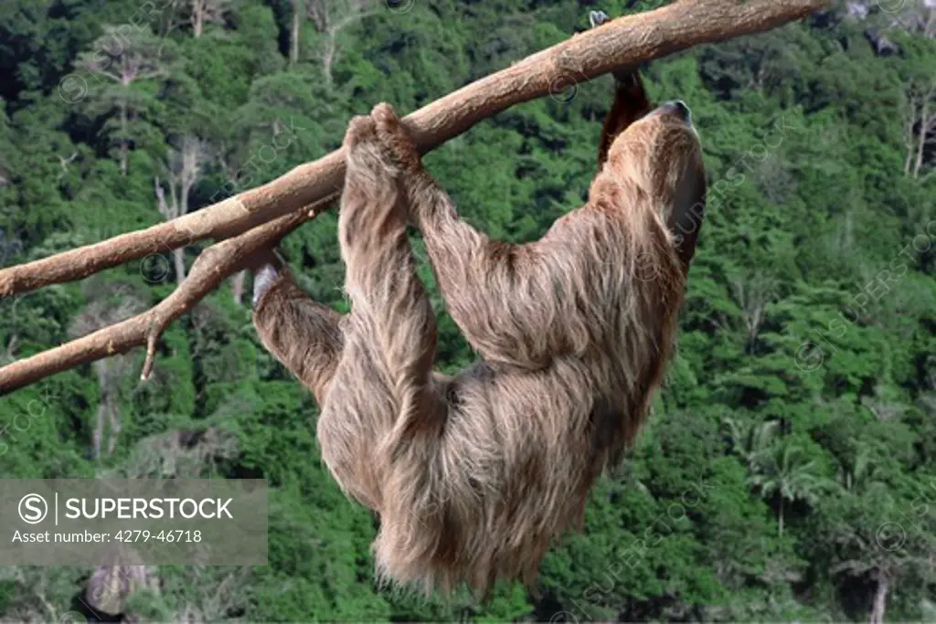 sloths, Pilosa (Xenarthra)