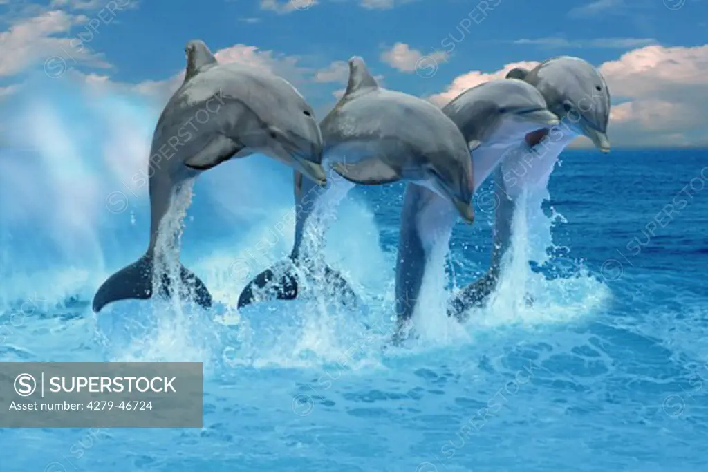 jumping bottlenosed dolphins, tursiops truncatus