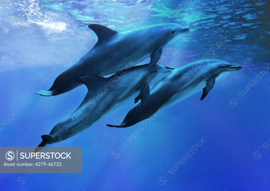 tursiops truncatus, bottlenosed dolphins under water