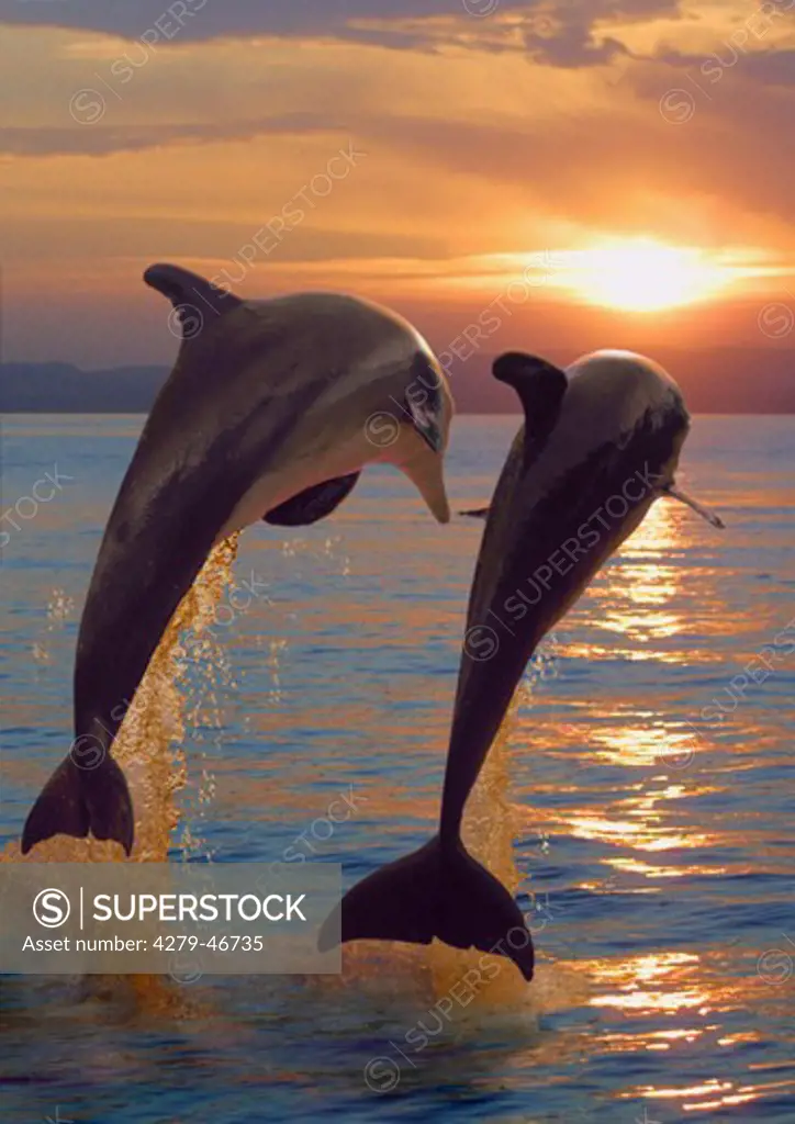 bottlenosed dolphins, Tursiops truncatos