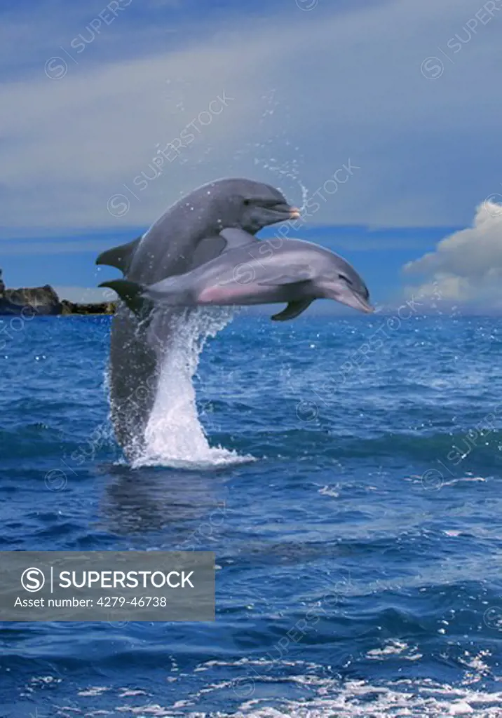 bottlenosed dolphins, Tursiops truncatos