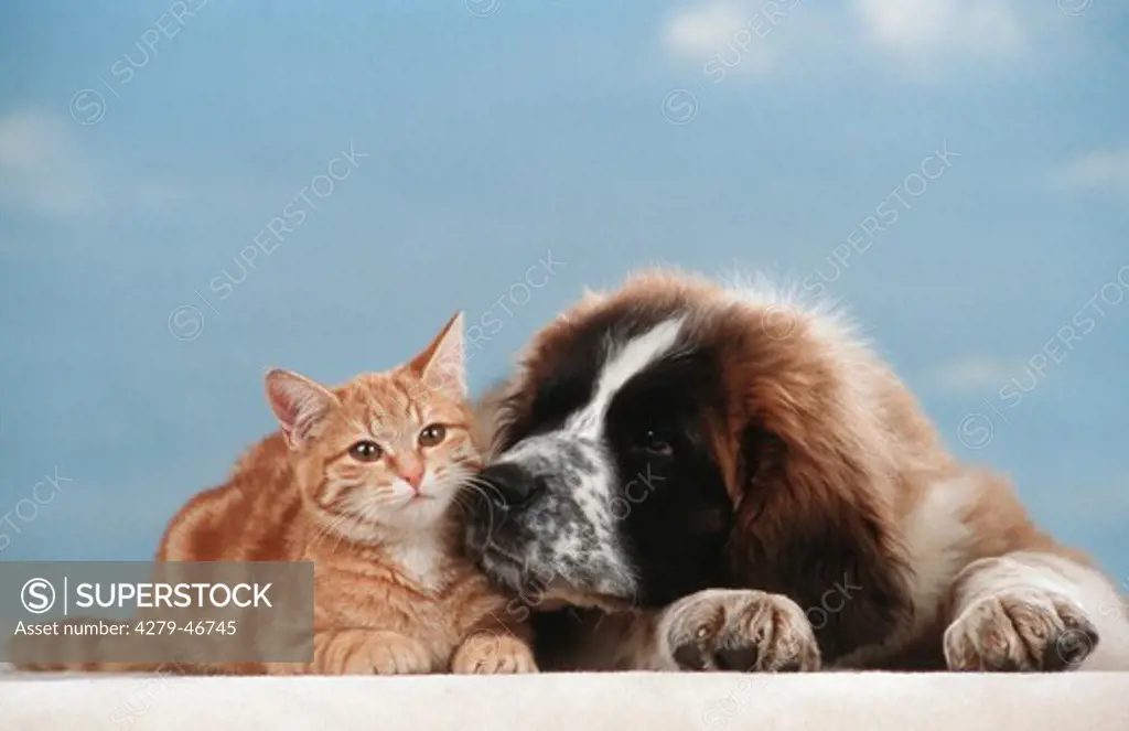 Animalfriendship : St.Bernhard cub and kitten