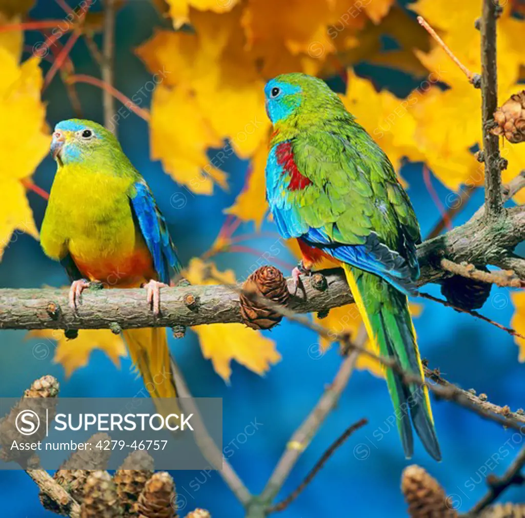 neophema pulchella, turquoise parrot