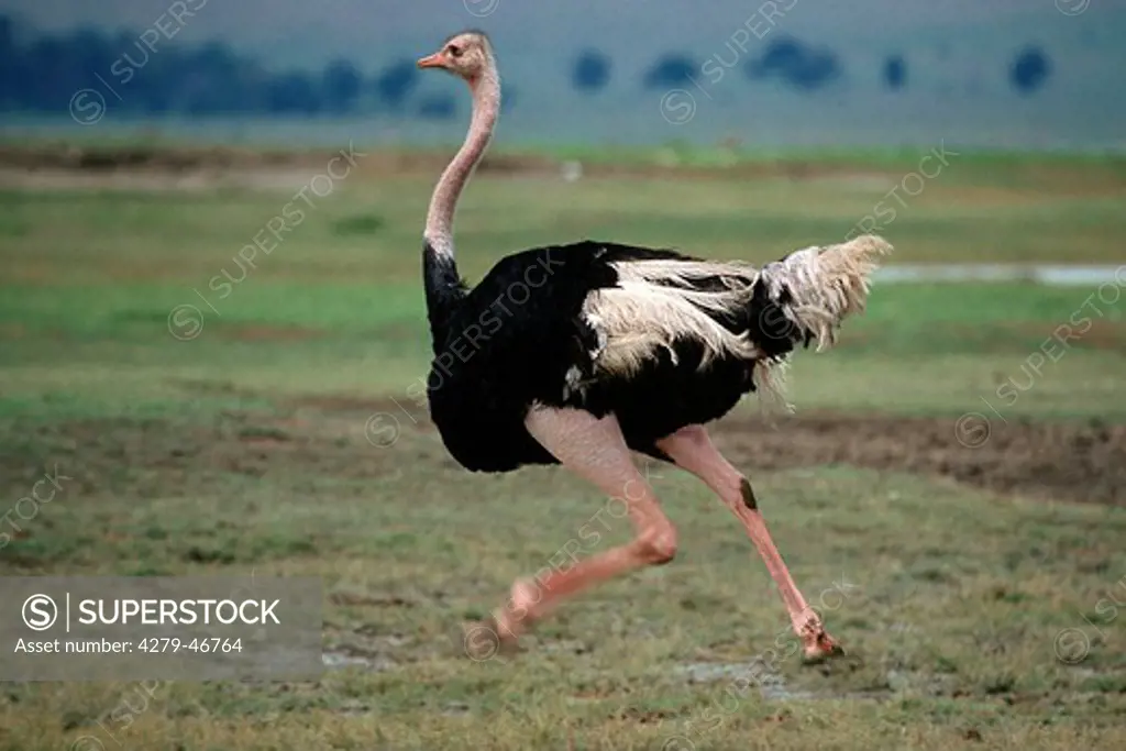 running ostrich