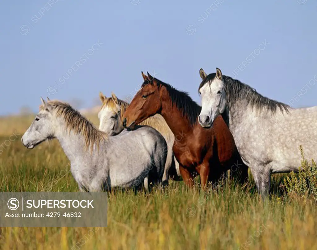 four horses on the meadow