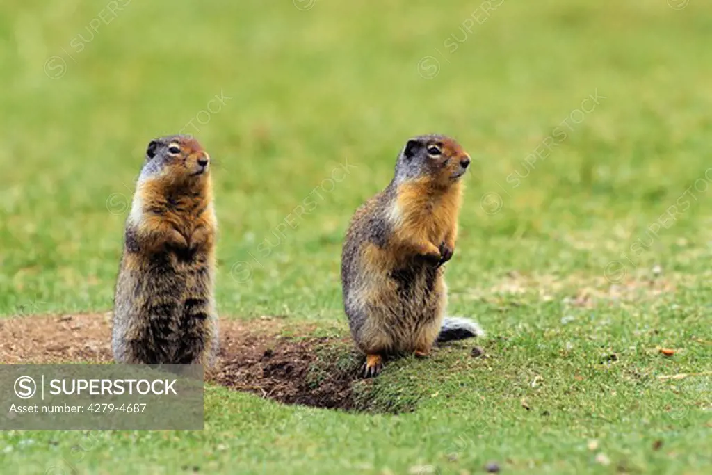 two Columbia ground squirrel