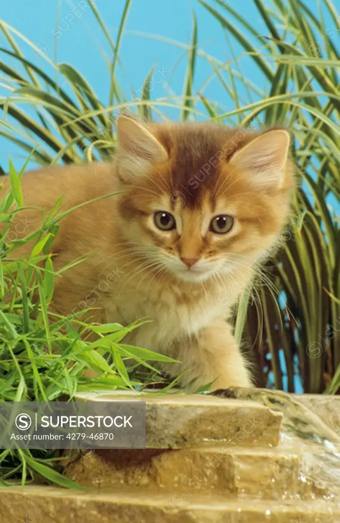 young Somali Cat - at the water
