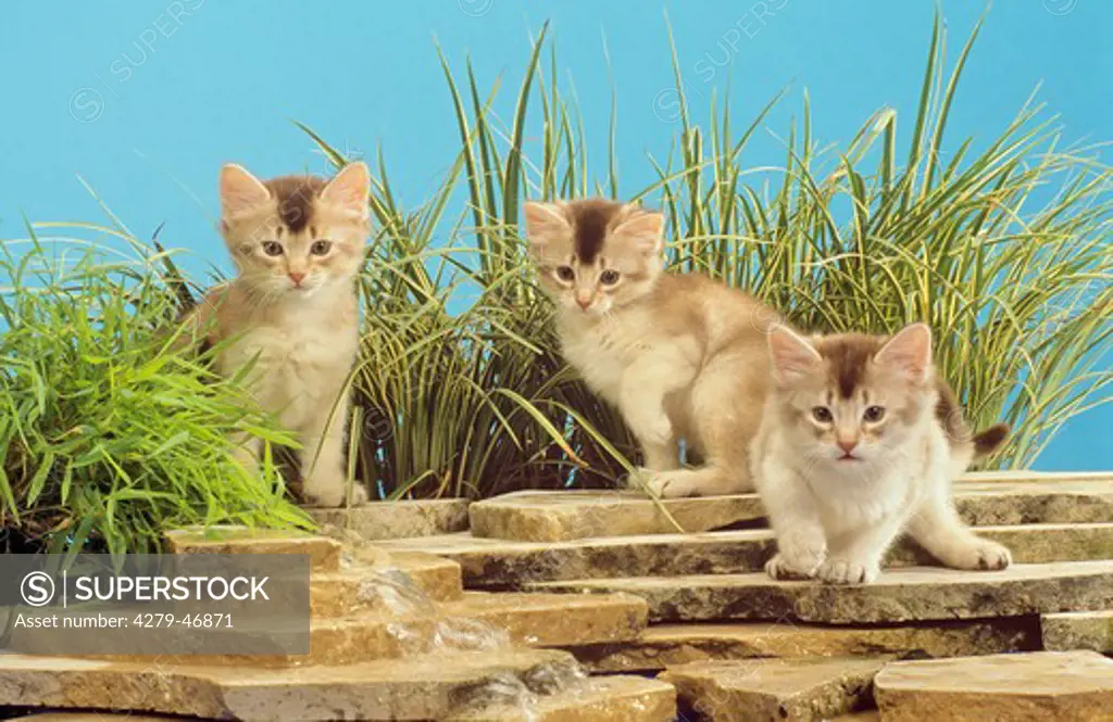 three young Somali Cats - at the water