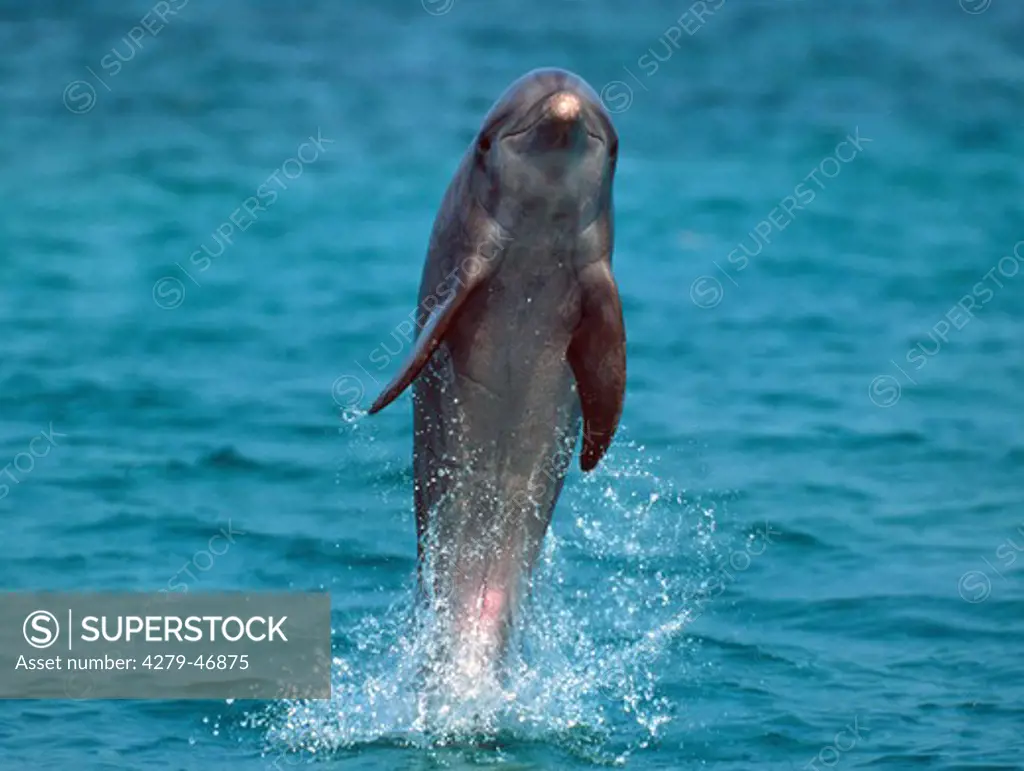 jumping bottlenose dolphin, tursiops truncatus