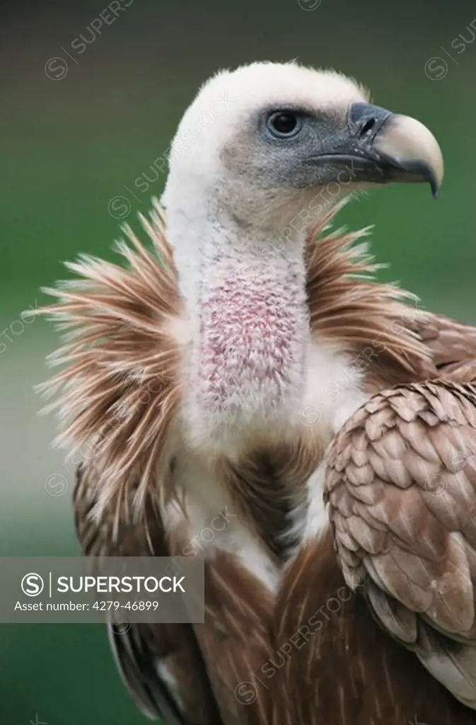 gyps fulvus, griffon vulture