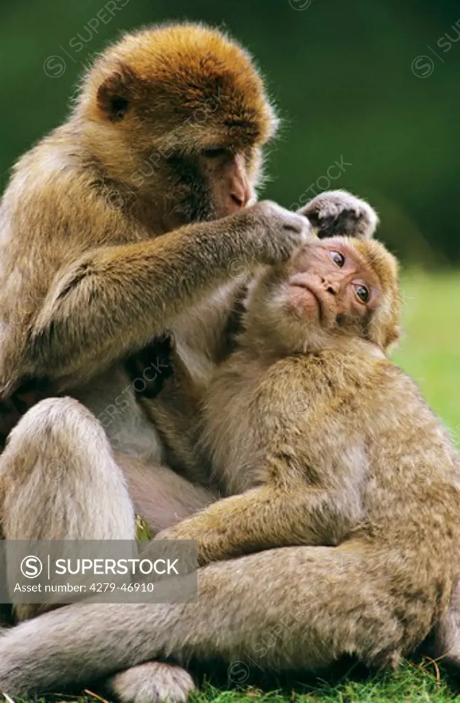 macaca sylvanus, barbary ape cub