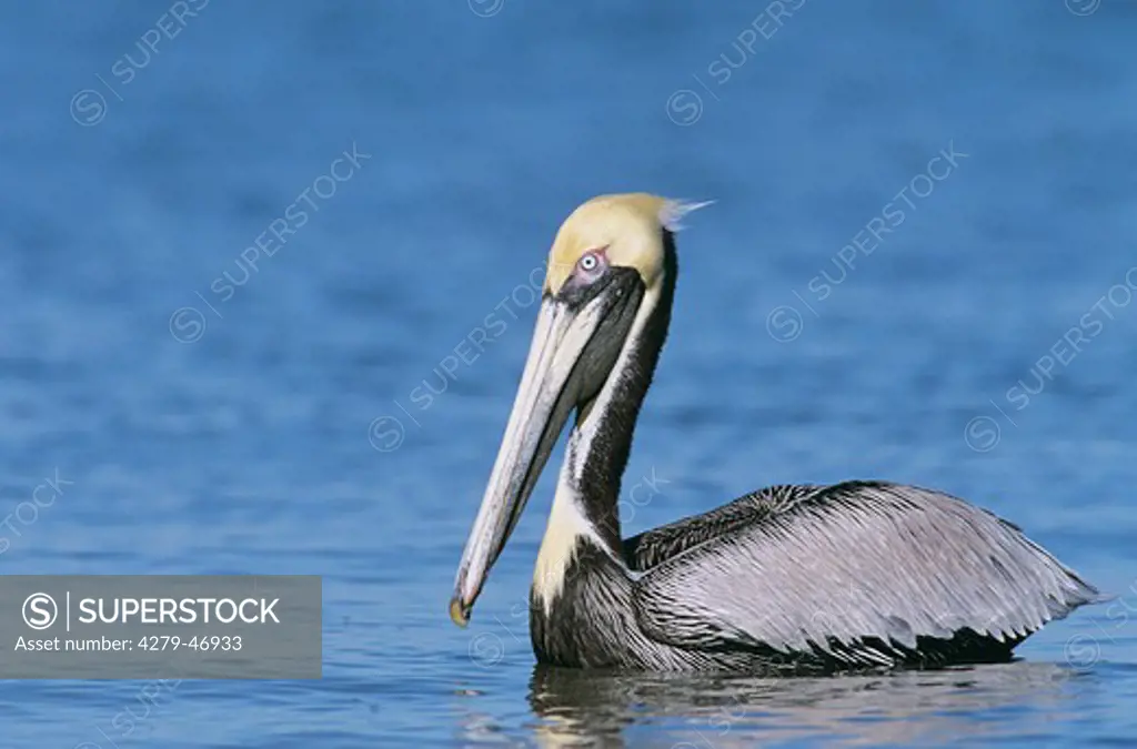 pelecanus occidentalis, brown pelican