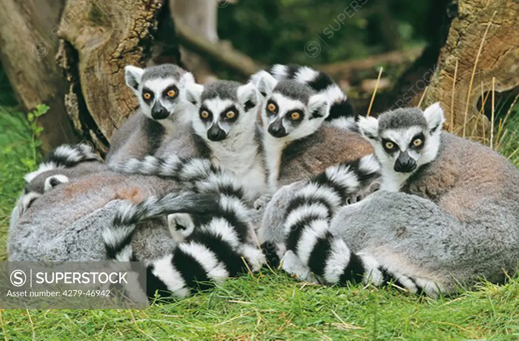 lemur katta, ring-tailed lemur