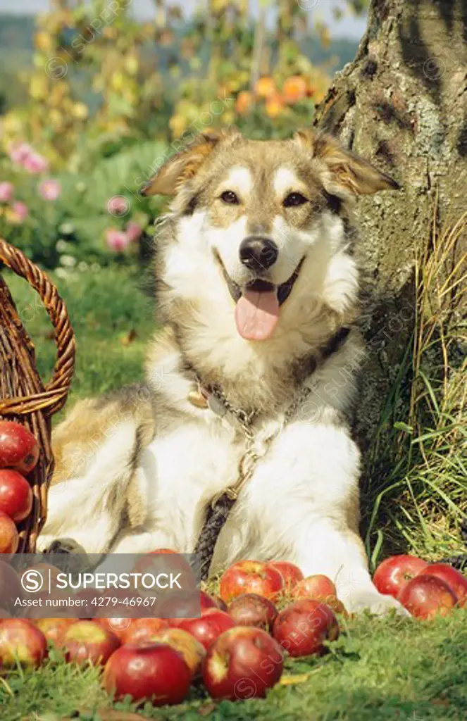 domestic dog in summer with apples