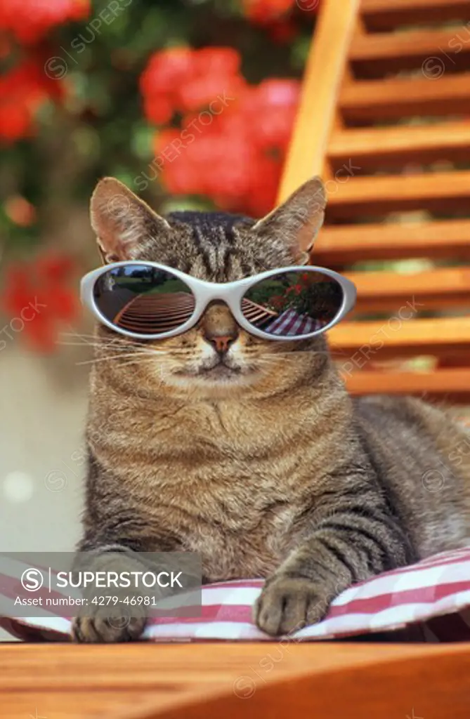 domestic cat with sunglasses