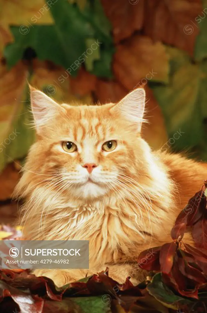 red domestic cat in autumn