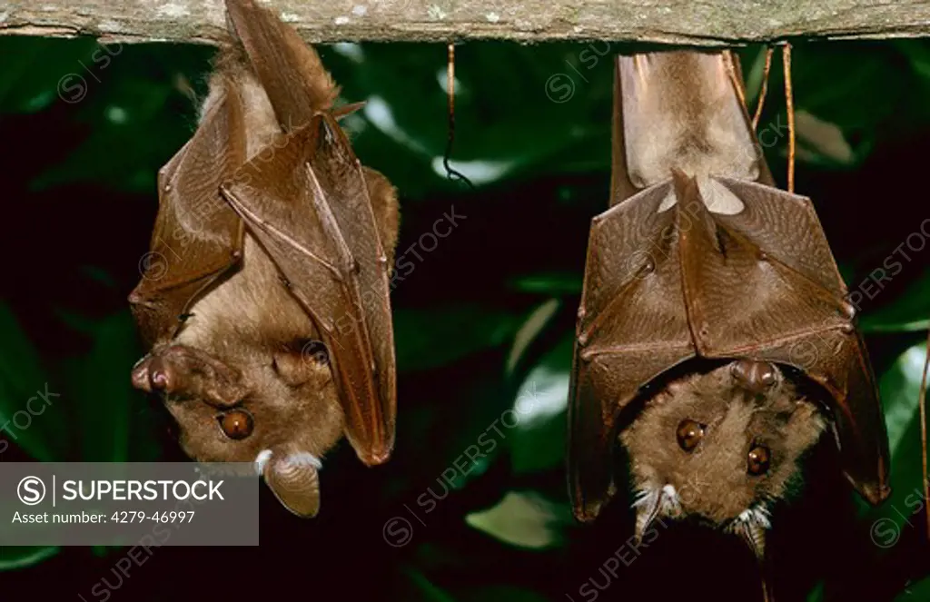 epomophorus wahlbergi, epauleted fruit bats