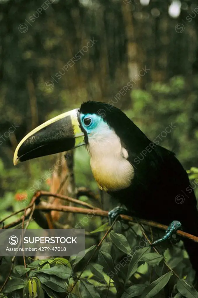 ramphastos tukanus, red-billed toucan