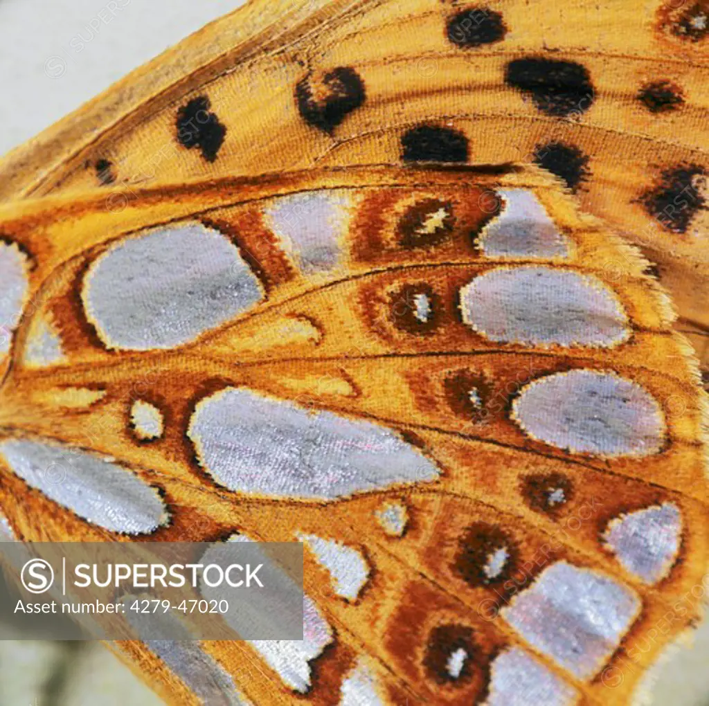 butterfly, Issoria lathonia