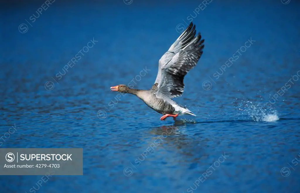 Greylag goose on water - starting to fly, Haliaeetus leucocephalus