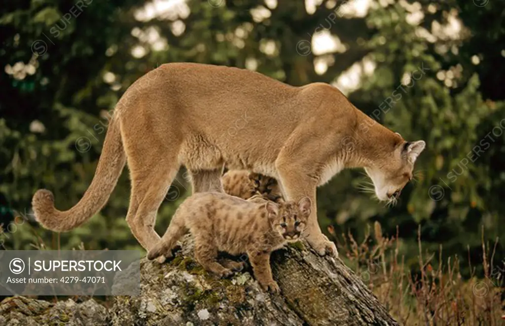 felis concolor, cougar