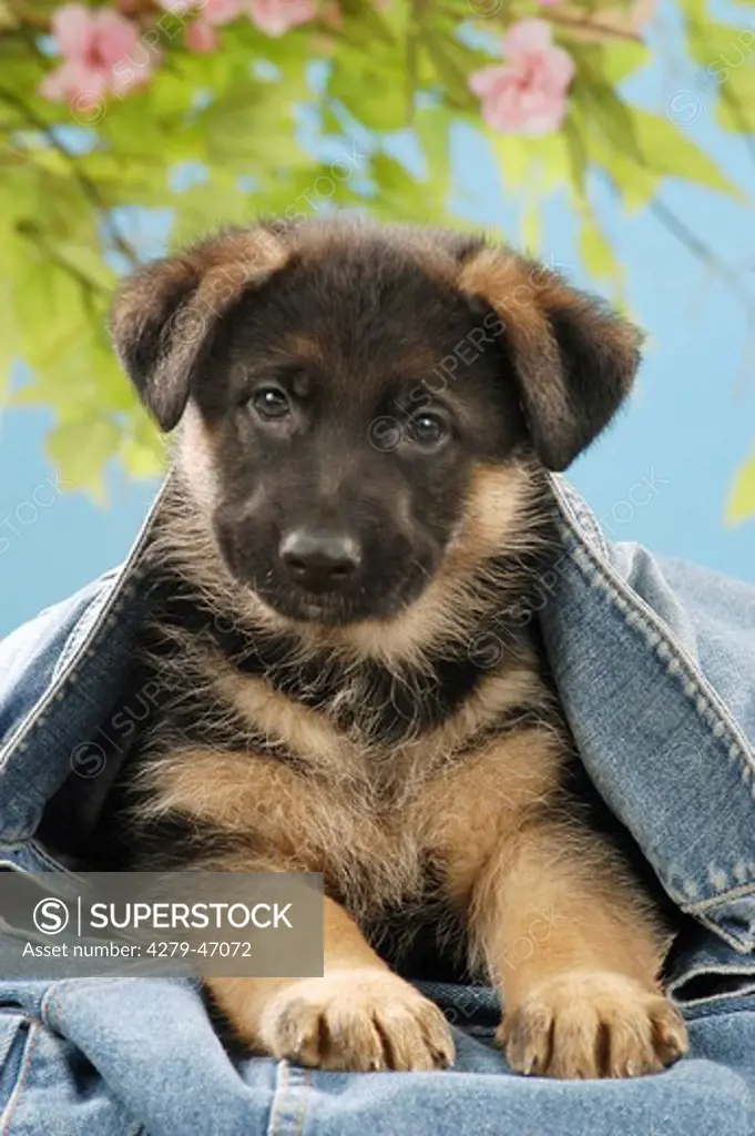 German shepherd dog - puppy in jeans