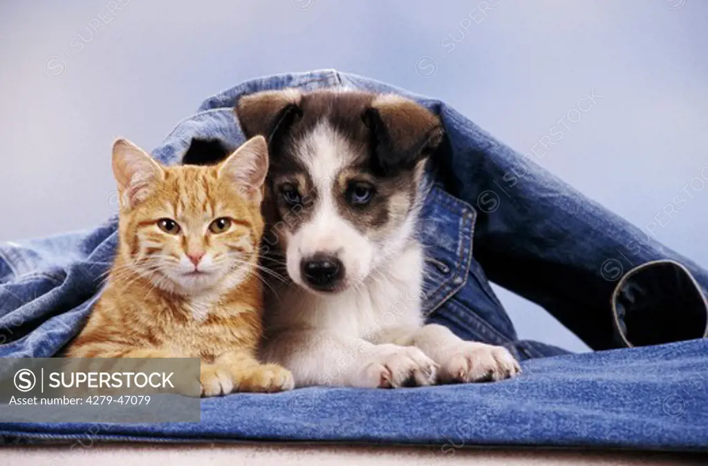 animalfriendship : puppy and kitten