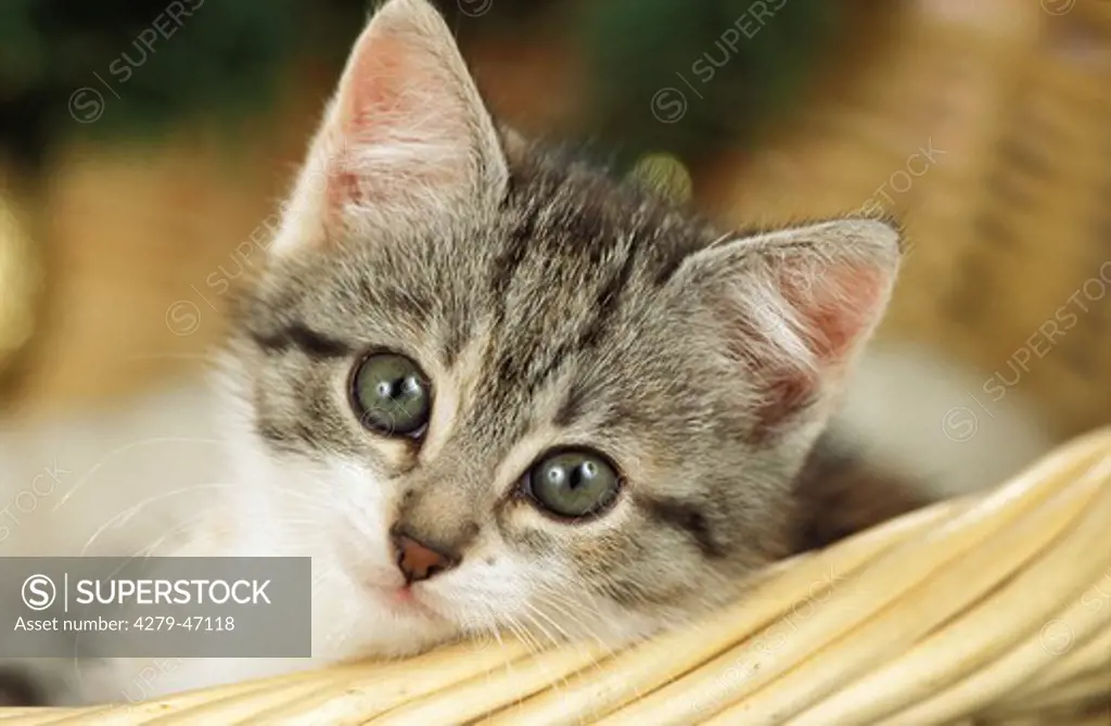 domestic kitten in a basket