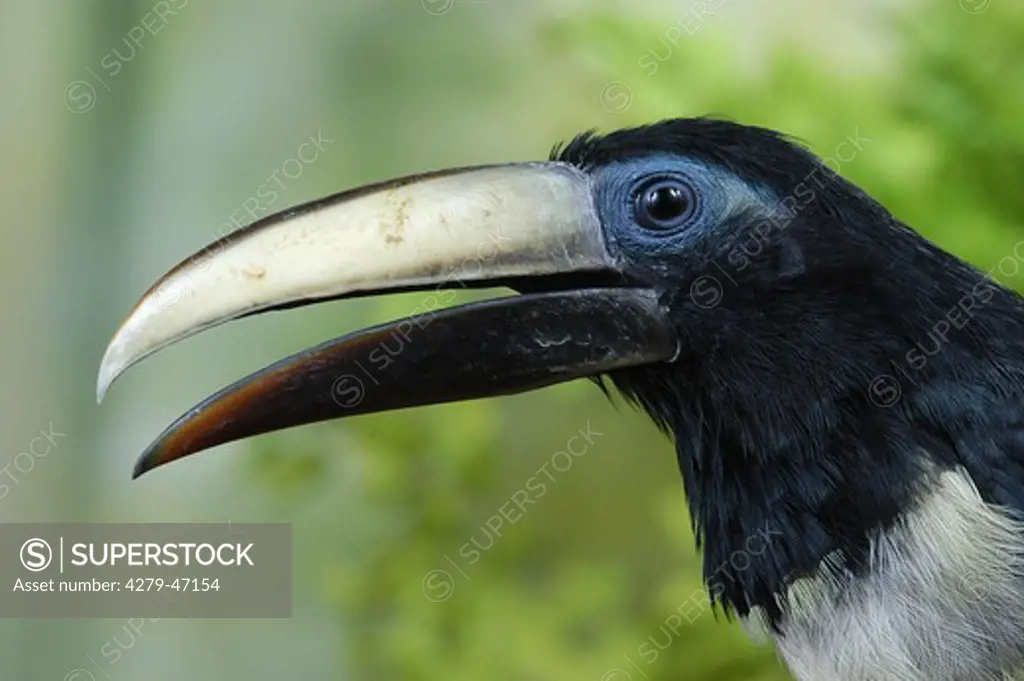 black-necked aracari, pteroglossus aracari