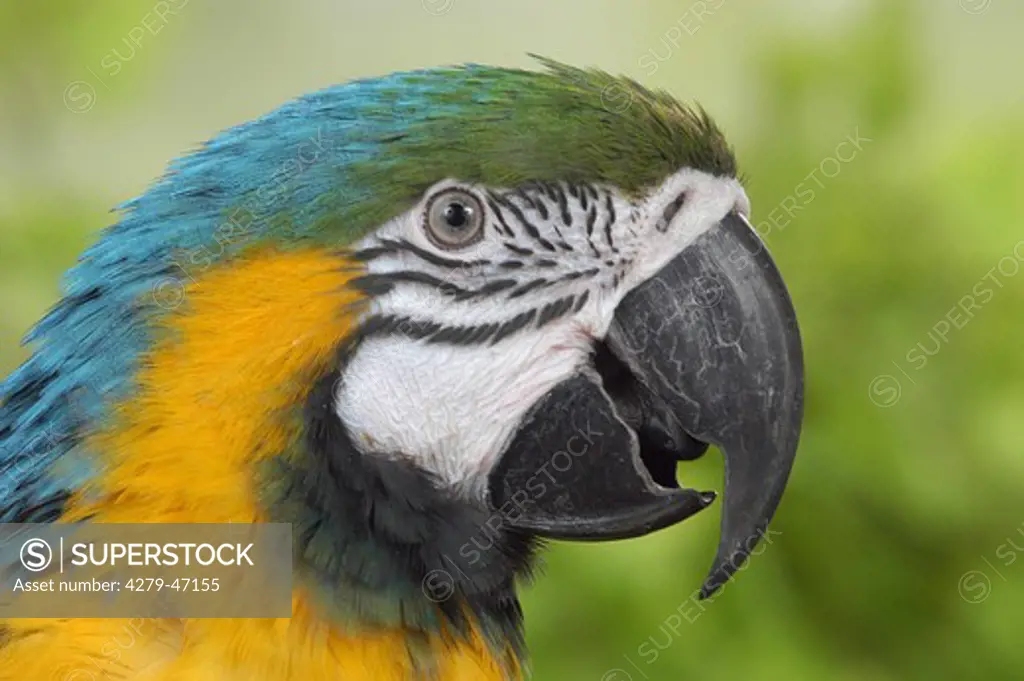 Yellow-Breasted Macaw - portrait, Ara ararauna