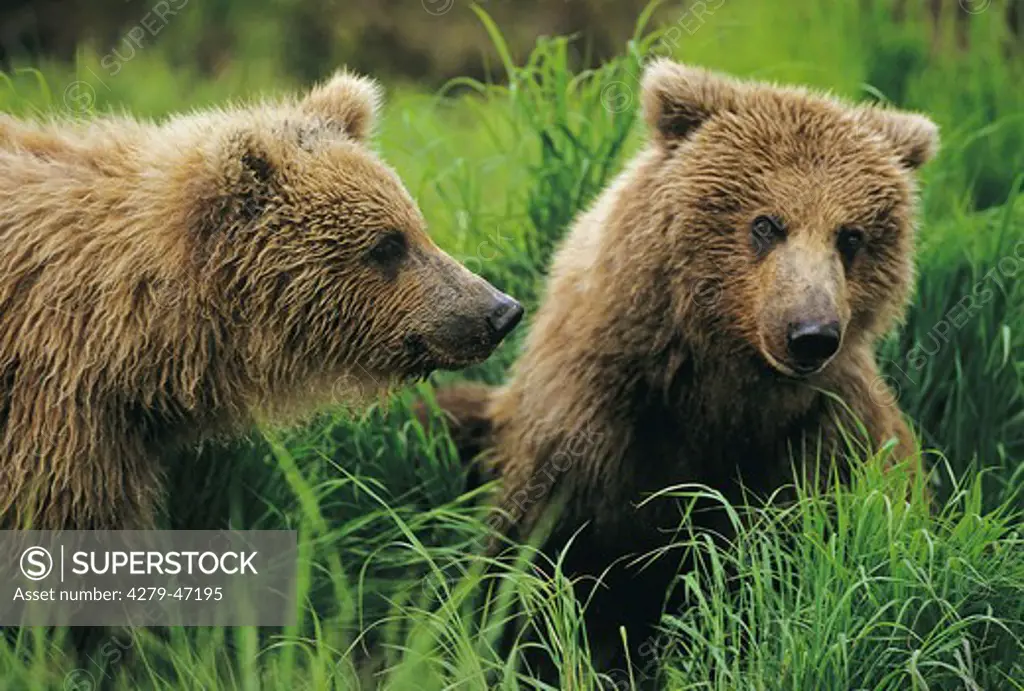 ursus middendorffi, Kodiak bear cubs