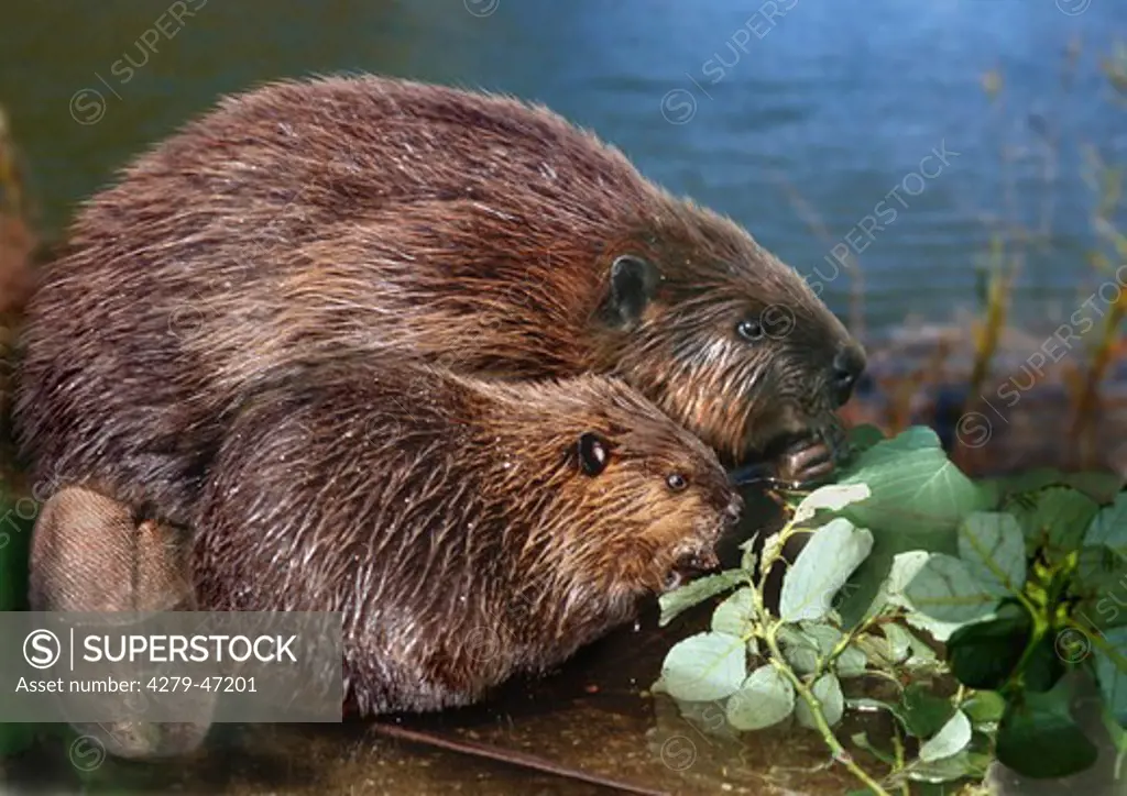 beaver with cub, castor fiber