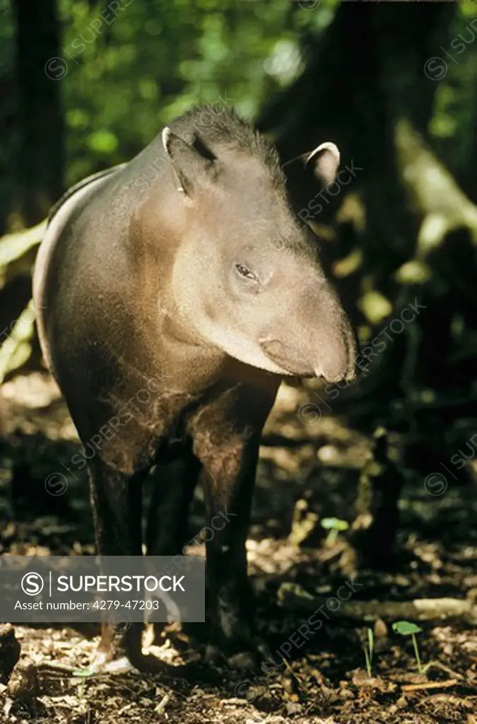 tapirus bairdii, Baird's tapir, Central  American tapir