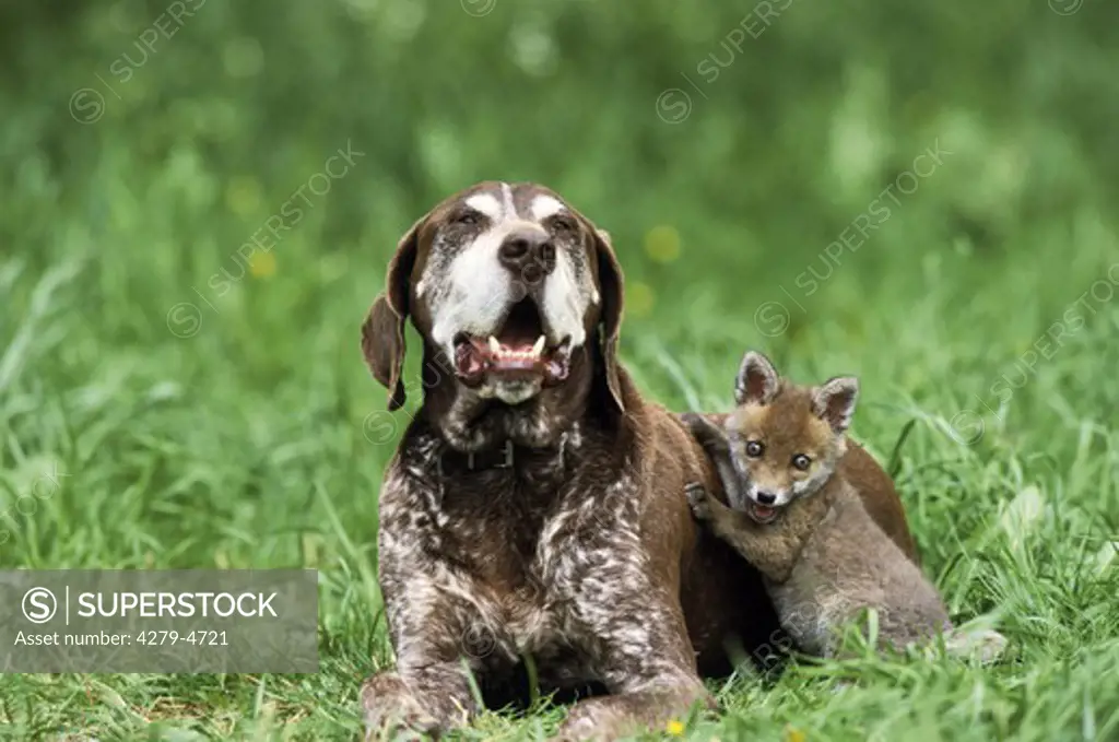 animal-friendship : dog and fox