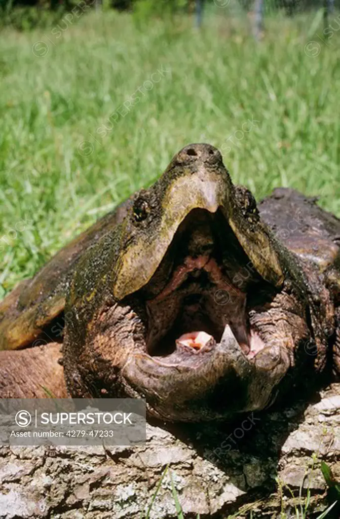 macroclemys temminckii, alligator snapping turtle