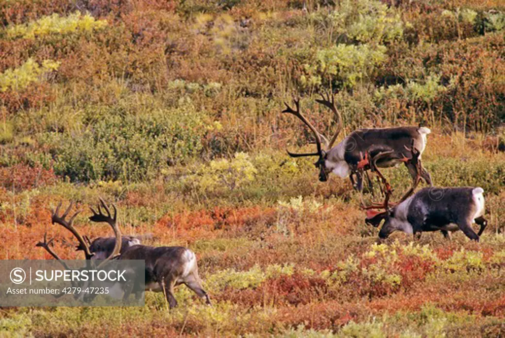 rangifer tarandus, caribou bulls  in autumn landscape