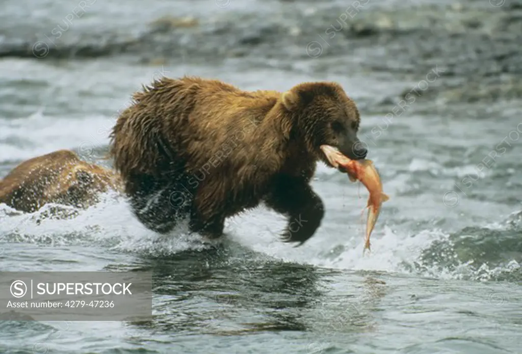 ursus arctos middendorffi, Alaska brown bear with salmon