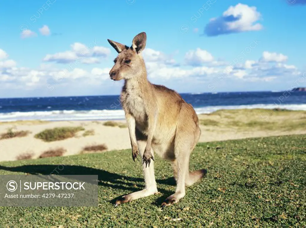 macropus giganteus, eastern grey kangaroo