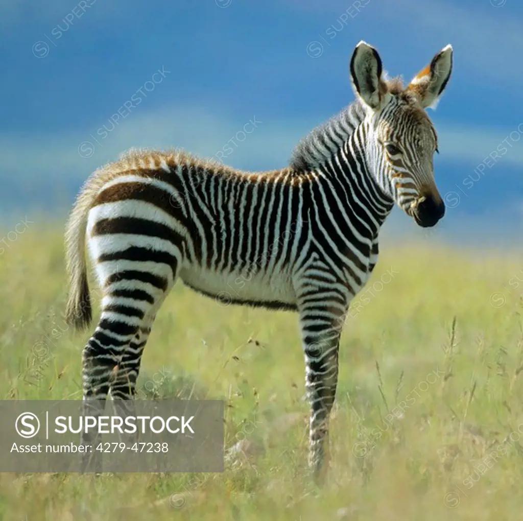 equus zebra, mountain zebra