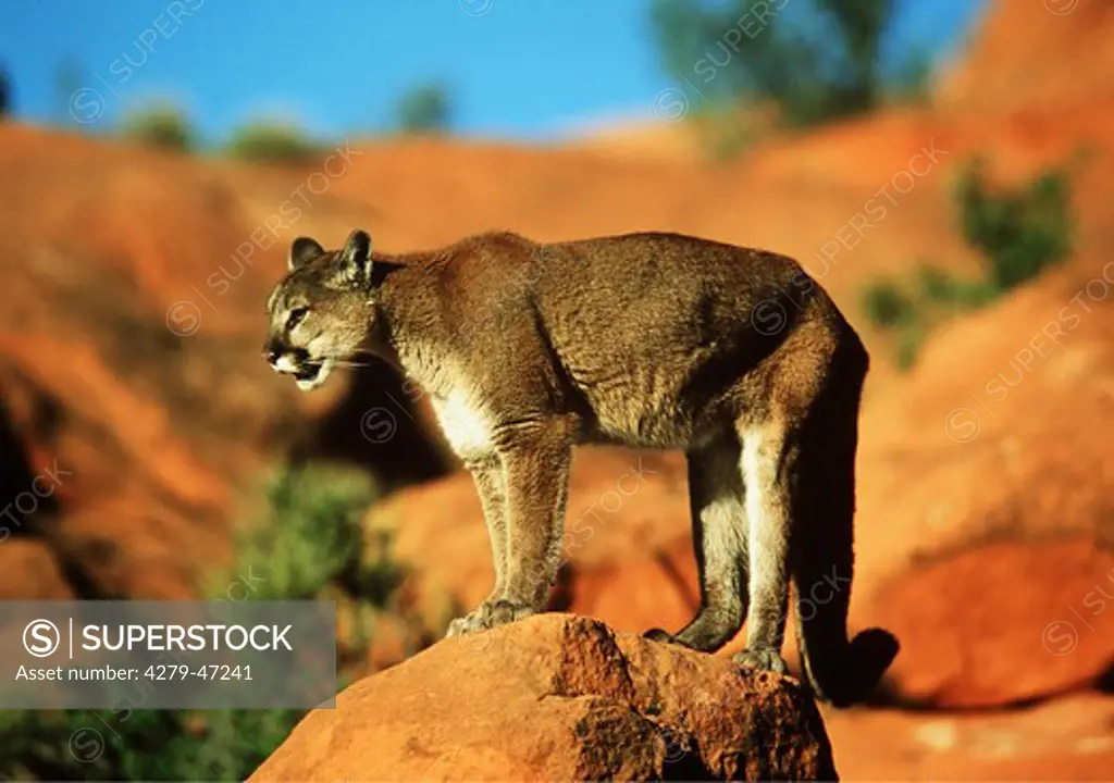 felis concolor, cougar on rocket