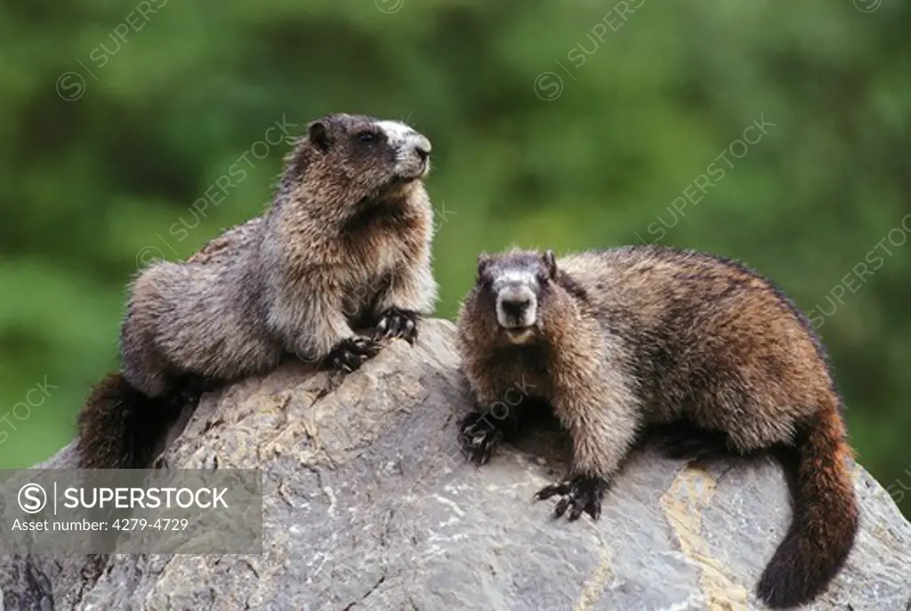 marmots, Marmota baibacina