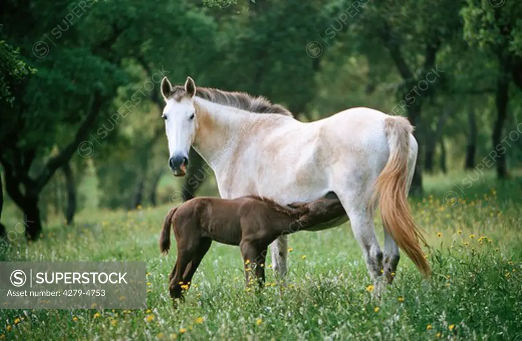 horse - mare suckling foal