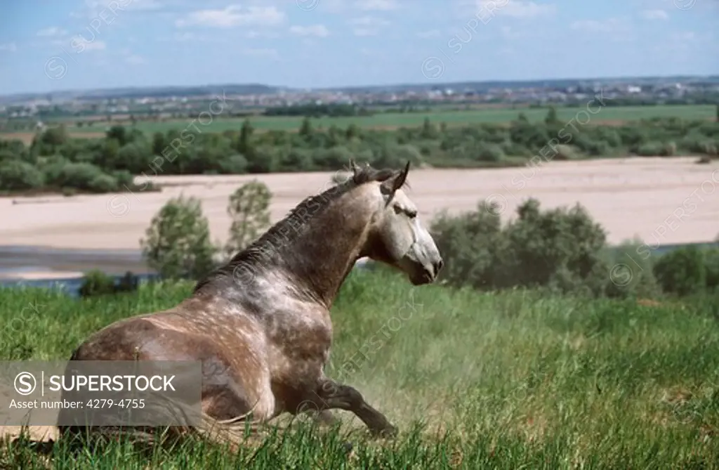 horse -  standing up after wallowing