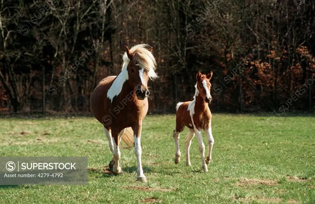 mare with foal - trotting