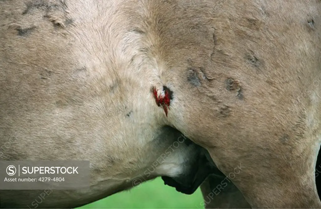 stallion - injury from fight in spring