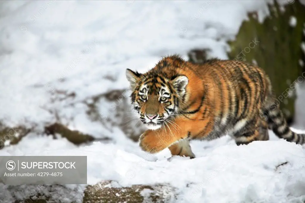 tiger, panthera tigris