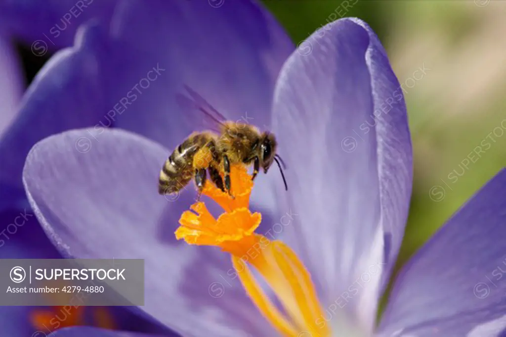 honey bee, hive bee, Apis mellifera mellifera
