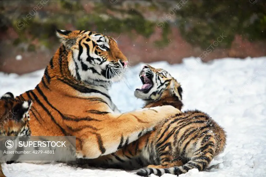 Siberian tiger with two cubs - playing in snow, Panthera tigris